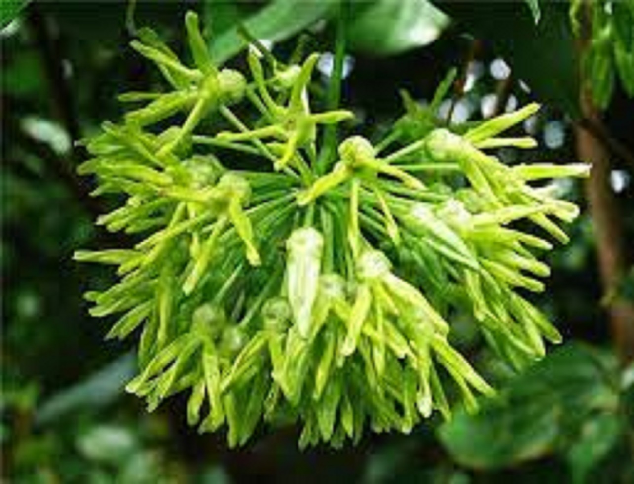 Cây giống hoa thiên lý ,hoa thơm,dễ trồng