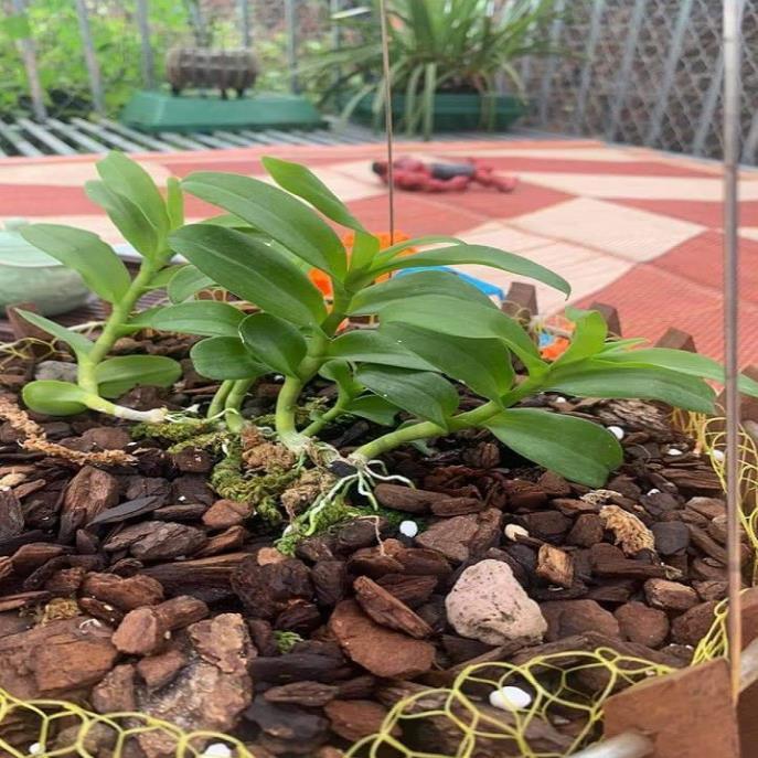 Sản Phẩm Hoa lan ám cổ văn giang