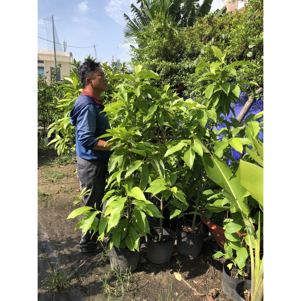 Cây Ngọc Lan cao 150 cm chỉ giao TP.HCM
