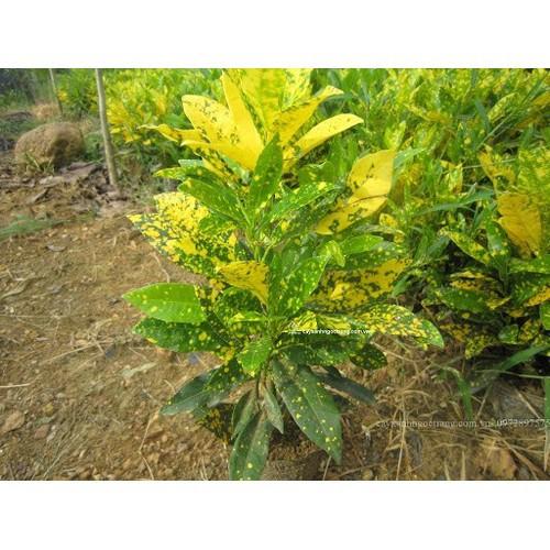 CHẬU CÂY CÔ TÒNG LÁ ĐỐM -MANG LẠI KHÔNG GIAN SINH ĐỘNG VÀ NỔI BẬT - NCCGCCTLD