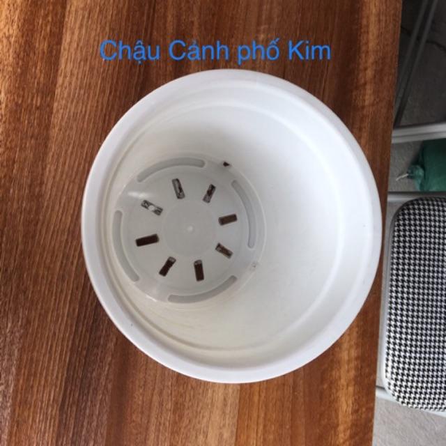 Combo 10 chậu tròn miệng trắng loại 1