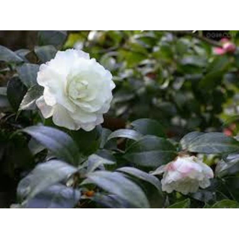 Bầu cây giống hoa bạch trà, hoa trà trắng cổ hàng cực hiếm, gửi đi nguyên bầu