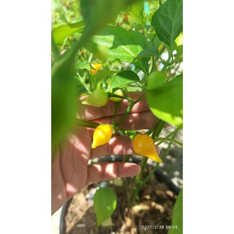 Hạt ớt yellow biquinho