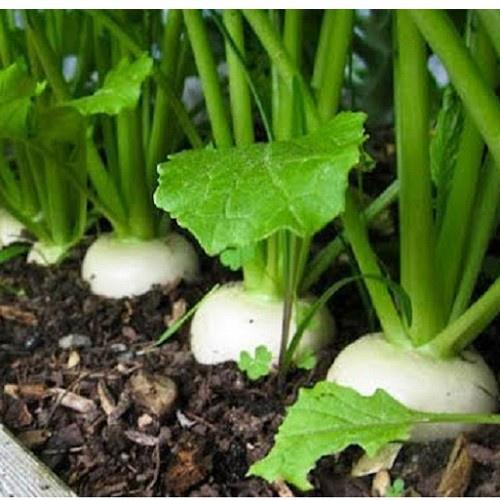 Hạt giống cải củ trắng dể trồng f1-gói 20gram/tặng kèm gói phân bón lót