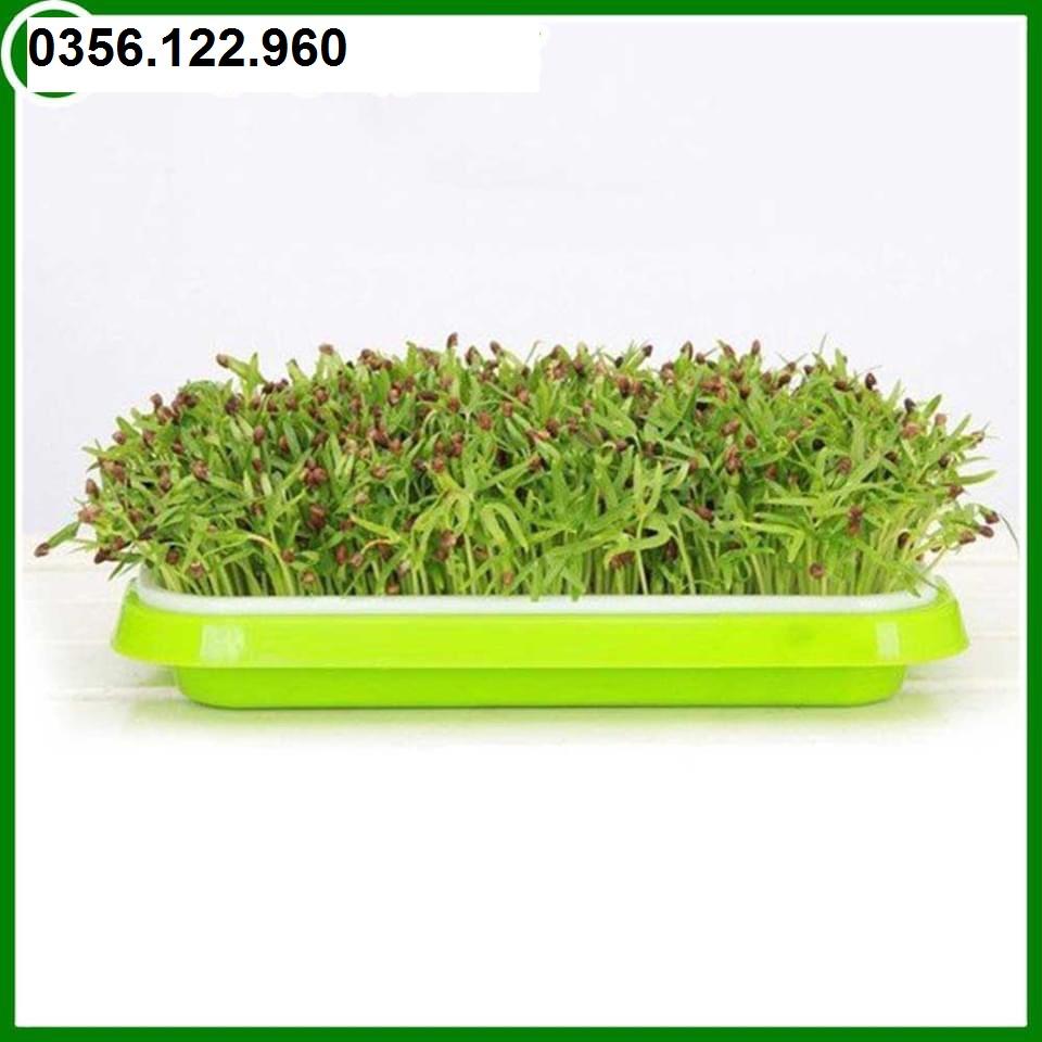 2 Khay Trồng Rau Mầm Thông Minh, thủy canh chuyên dùng