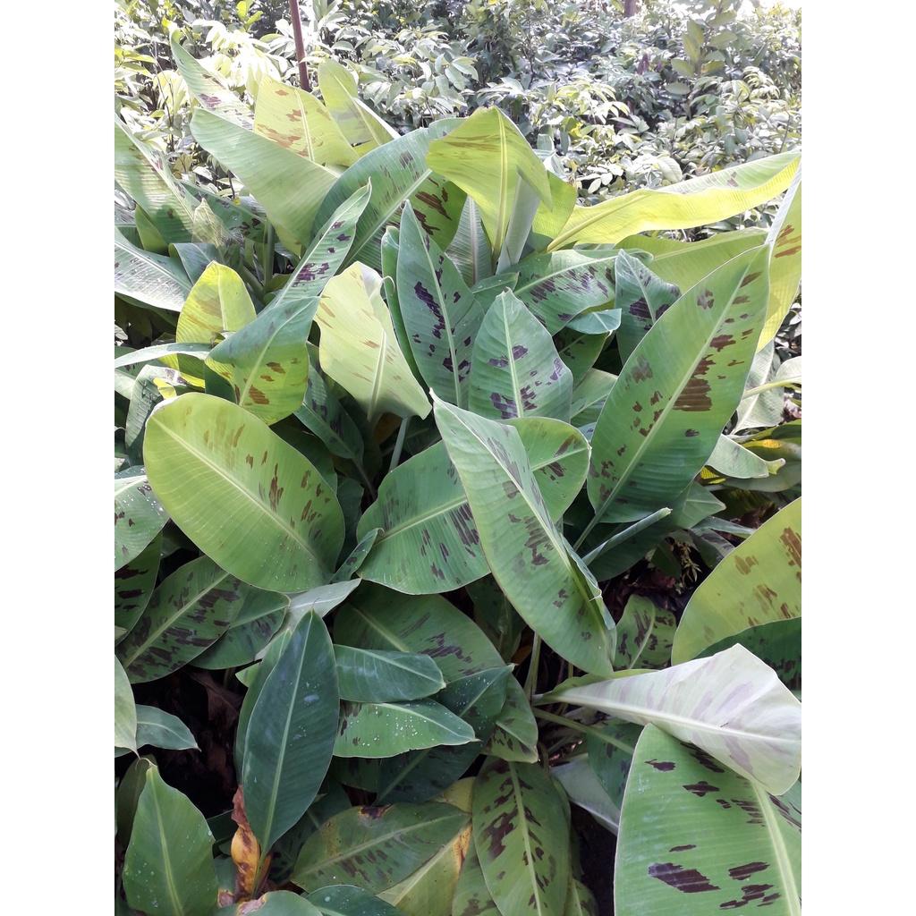 Cây giống Chuối già Hương cấy mô siêu sớm.