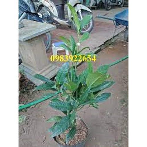 HOA HẢI ĐƯỜNG TRẮNG THƠM - CÂY GIỐNG CHOAI