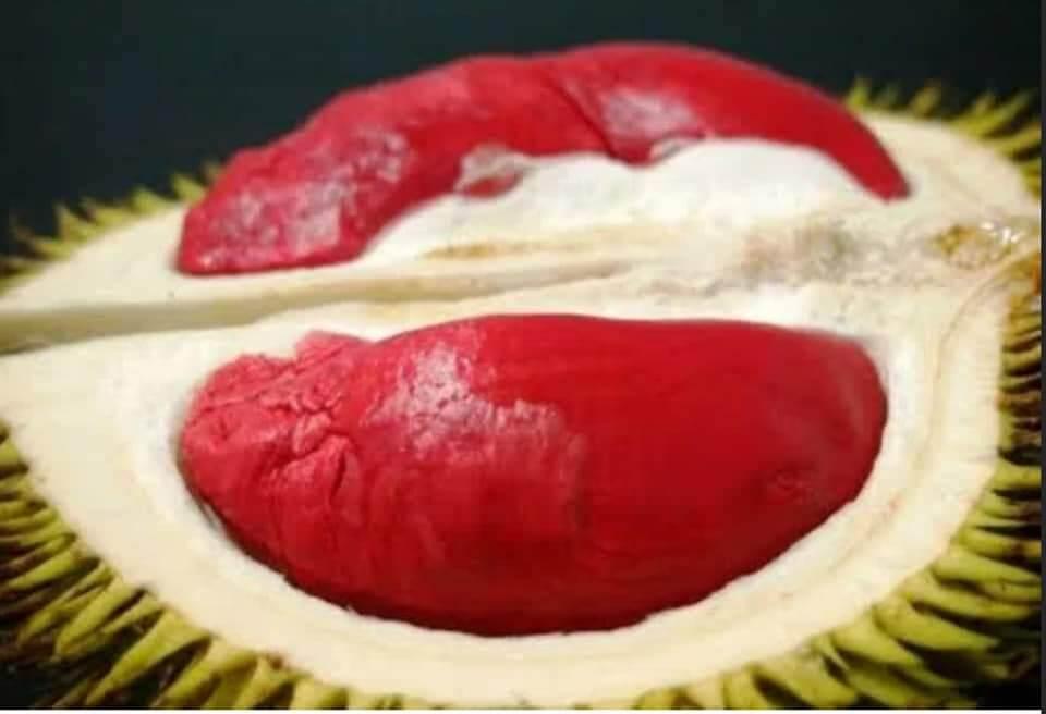 Cây giống sầu riêng ruột đỏ siêu sớm