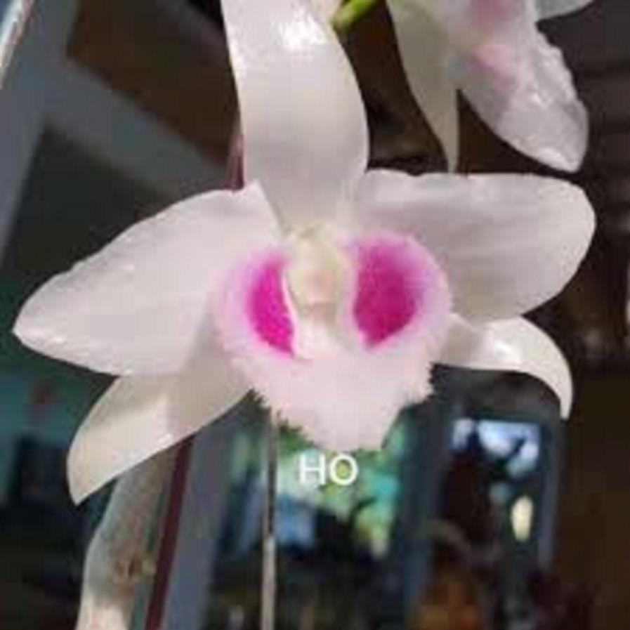 Cốc phi điệp 5 cánh trắng HO - hàng gieo hạt - hoa xổ số - hoa siêu đẹp giá rẻ