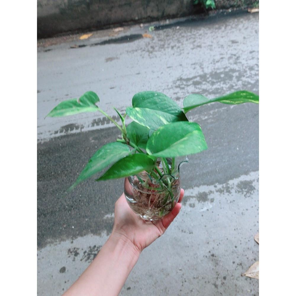 Chậu trầu bà thủy sinh Bán Chạy