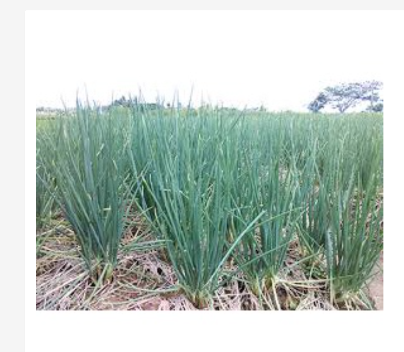 Hạt giống hành lá HN gói 1gr