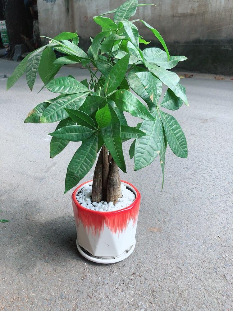 Chậu Cây Kim Ngân Thắt Bính