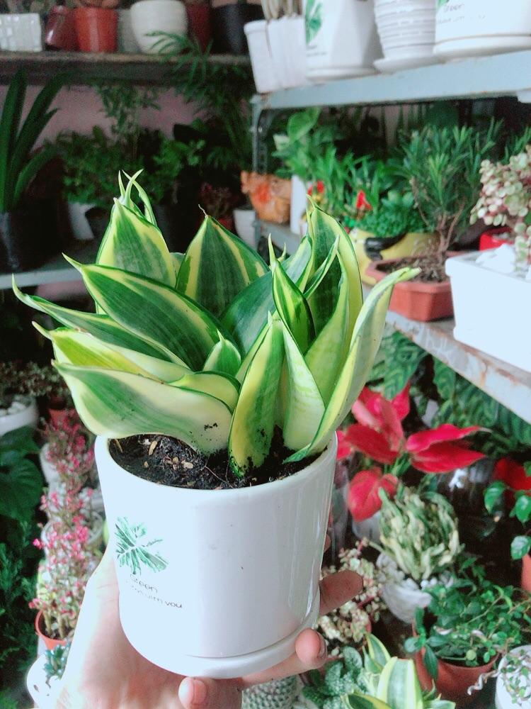 Chậu Cây Lưỡi Hổ Thái Vàng