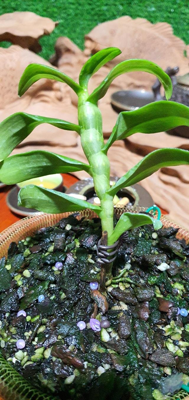 Hoa phong lan, phi điệp phú thọ mắt đỏ cây đẹp sản phẩm mới