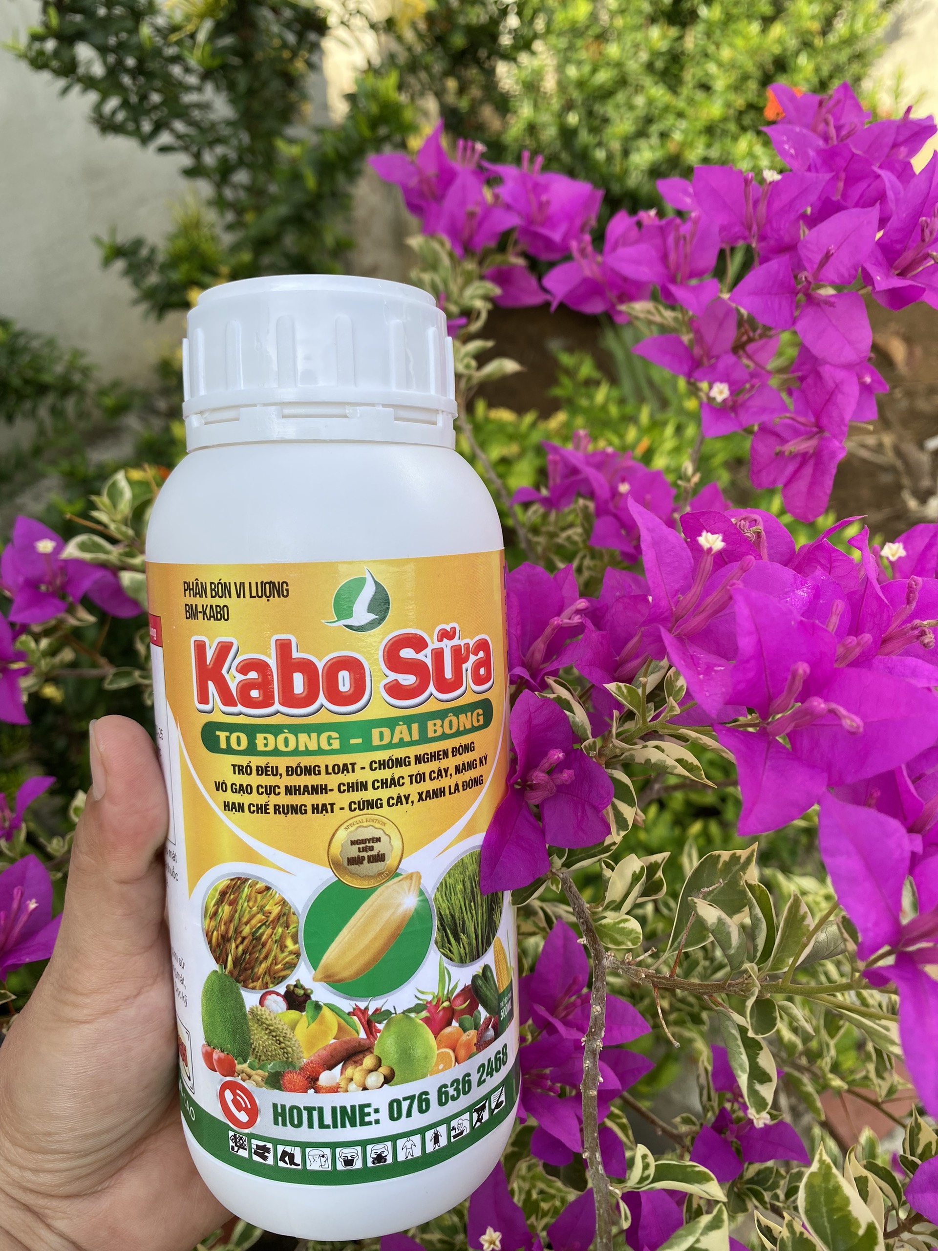 KABO SỮA CHAI 500ML. Lớn đòng,dài bông, vô gạo nhanh, cứng cây, hạn chế đỗ ngã.