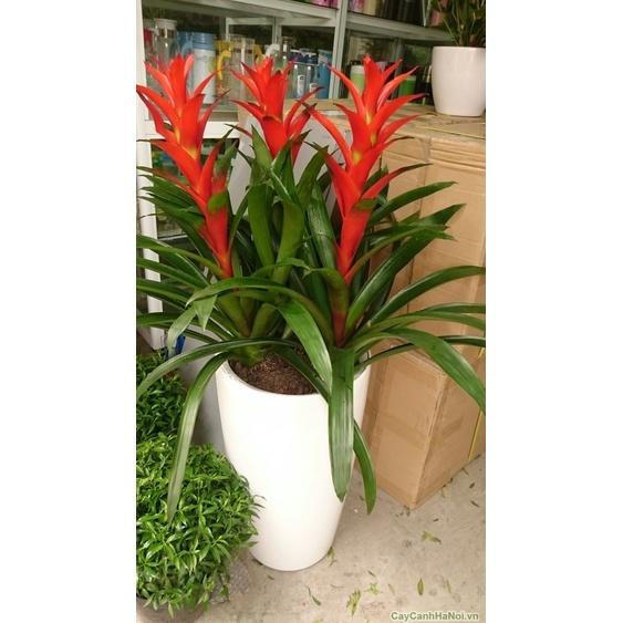 CÂY LAN ĐUỐC ĐỎ , CÂY NẾN ĐỎ