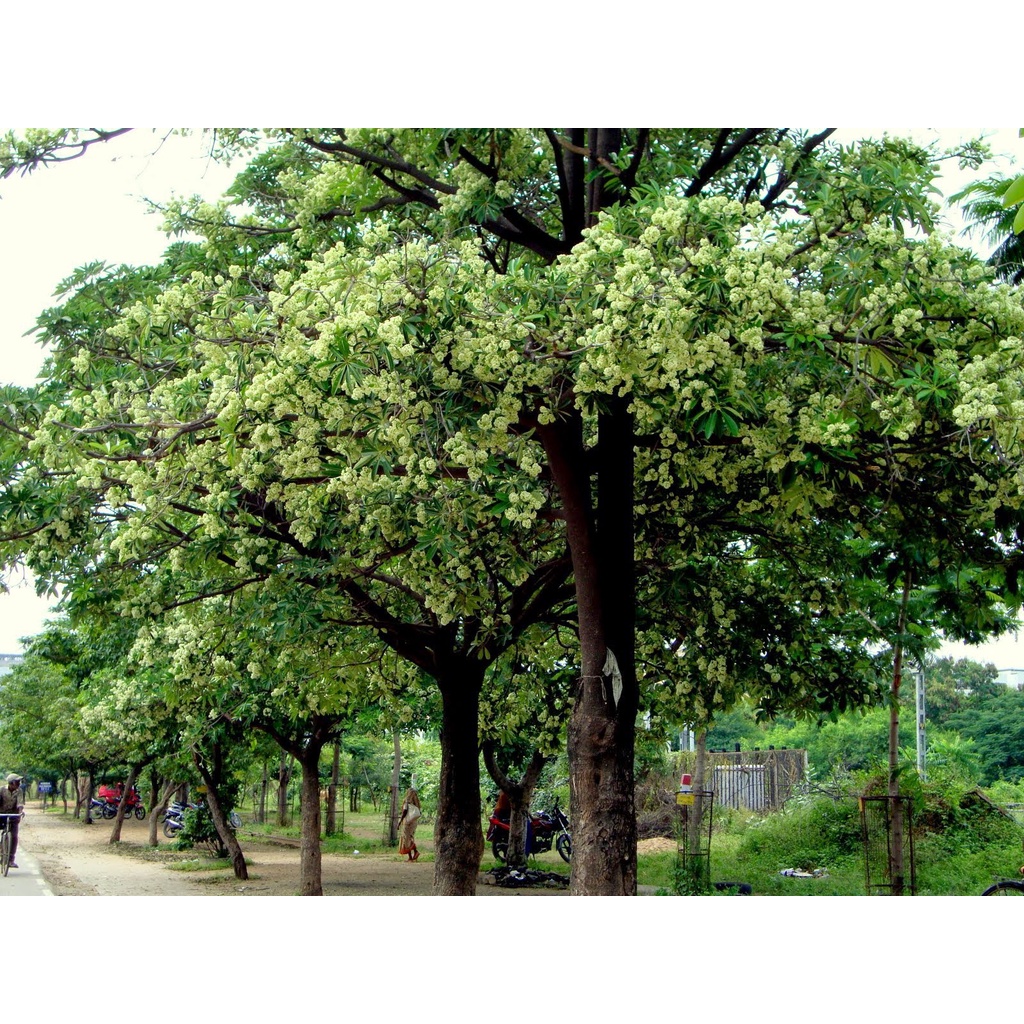 COMBO 10 CÂY GIỐNG HOA SỮA