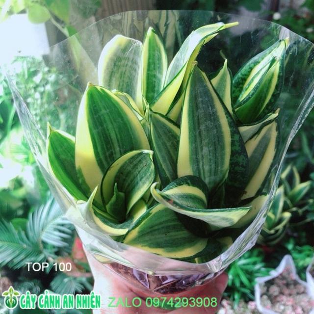 Lưỡi Hổ Thái Vàng