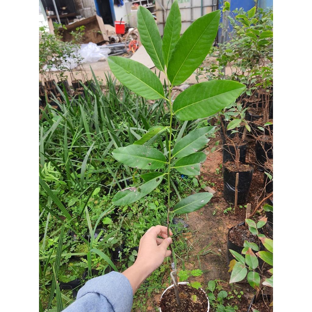 Cây Hồng Socola giống cây mới lạ mới du nhập vào Việt Nam siêu chất lượng, năng suất cao