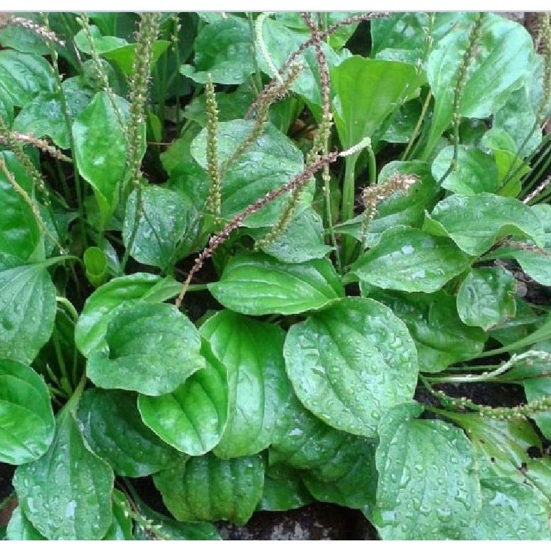 Combo 3 gói hạt giống cây mã đề-gói 2 gram - Tặng 1 gói phân bón