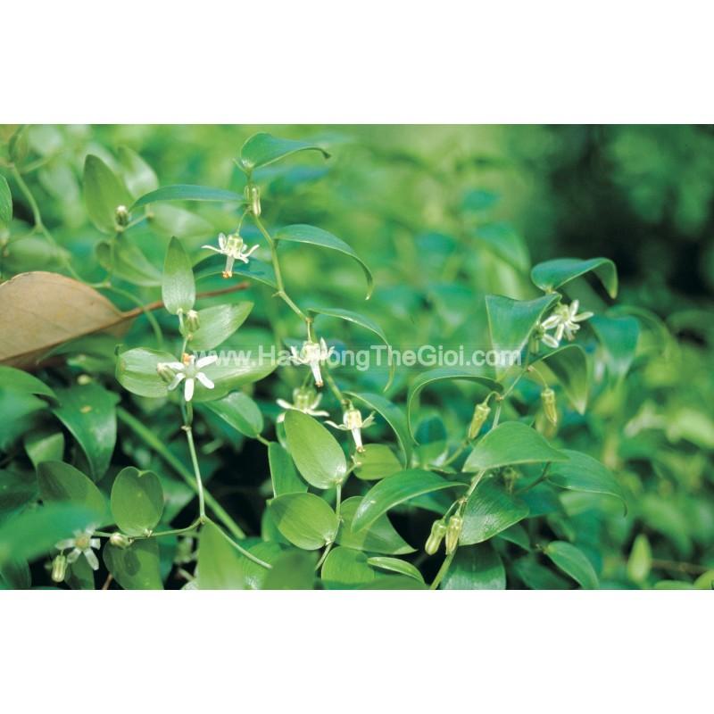 5h Hạt Giống Cây Tùng Dây Nguyệt Quế