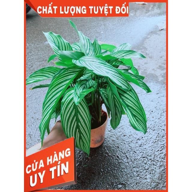 Đuôi Công Sọc Xanh