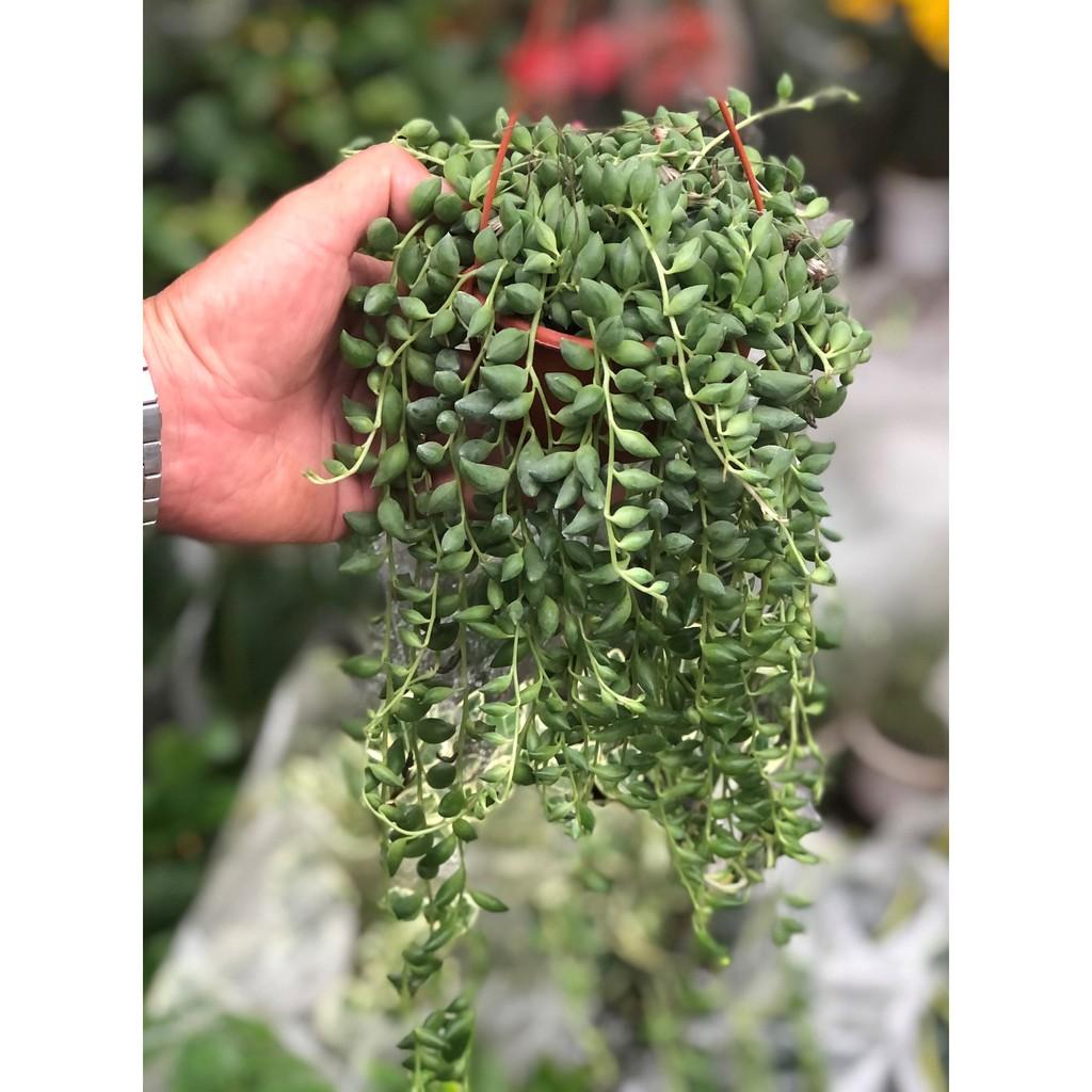 Chậu treo chuỗi ngọc