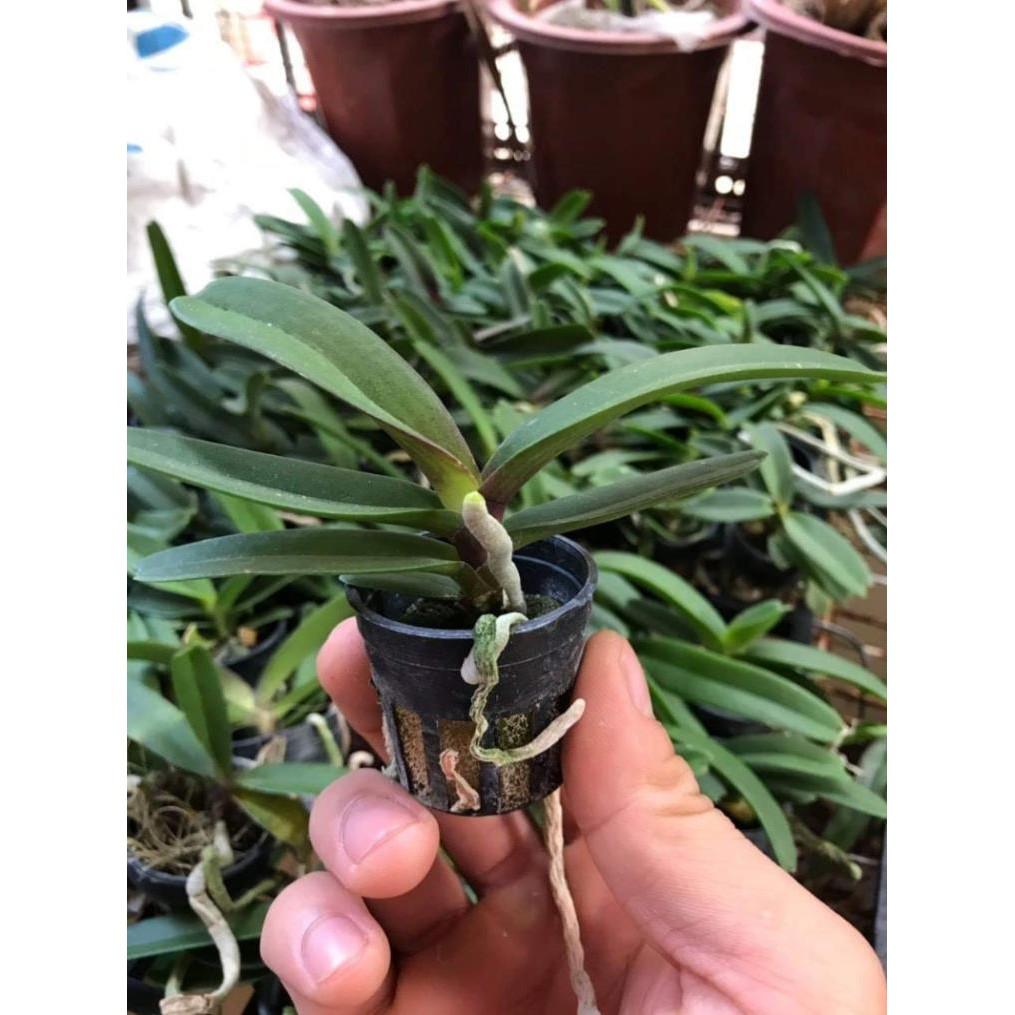 Combo 3 cốc ngọc điểm trắng tuyền
