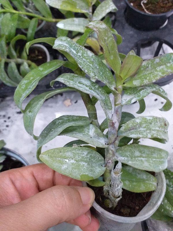 PHI ĐIỆP TRƯỜNG SƠN