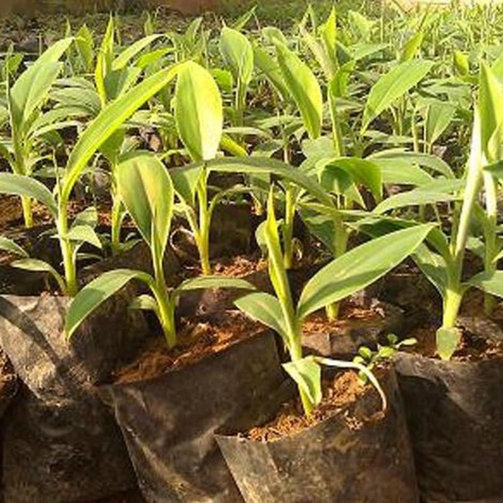 COMBO 3 Cây giống CHUỐI TÂY LÙN quả ngọt thơm - hàng cây giống CHUẨN F1
