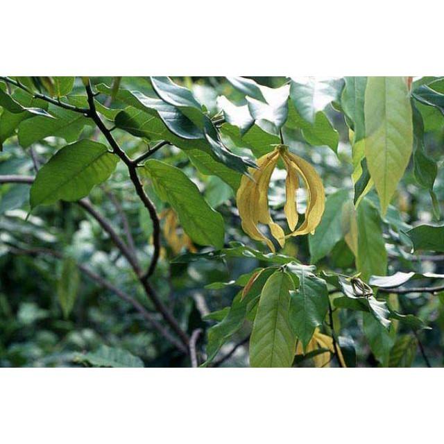 Cây giống hoa dẻ thơm cao 20 cm chuẩn giống cây trong bầu