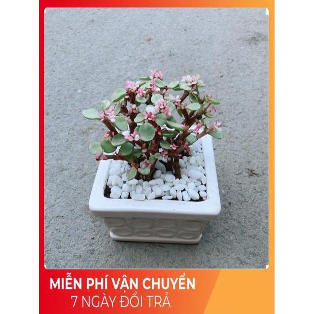 Chậu Đô La Hồng