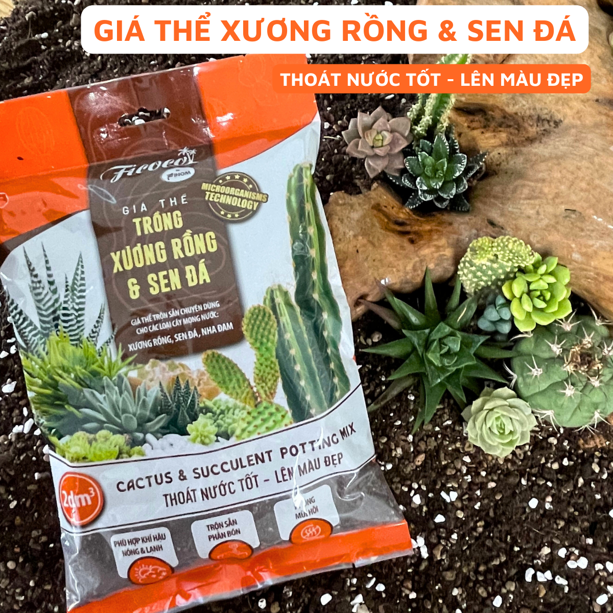 Giá Thể Trồng Xương Rồng, Sen Đá Cao Cấp Ficoco