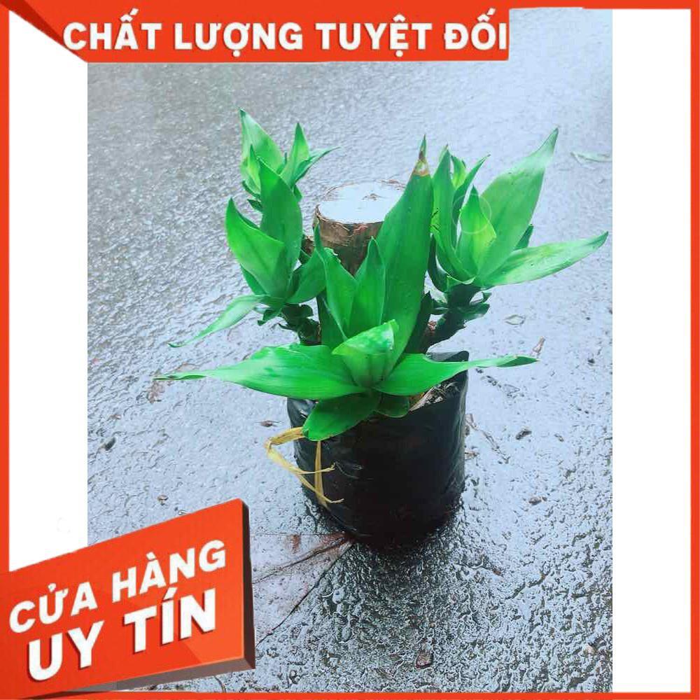 Phát Tài Mini Nhiều Người Mua