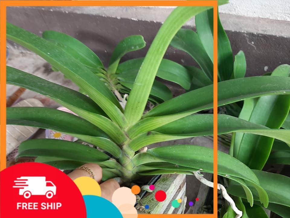 Hoa lan Đai Châu  Nghinh Xuân  Ngọc Điểm ĐỦ MÀU ĐANG NỤ HOA TẾT CHẬU TO ĐẸP cây đẹp sản phẩm mới