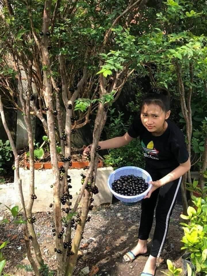 Cây giống nho thân gỗ tư quý 4 mùa