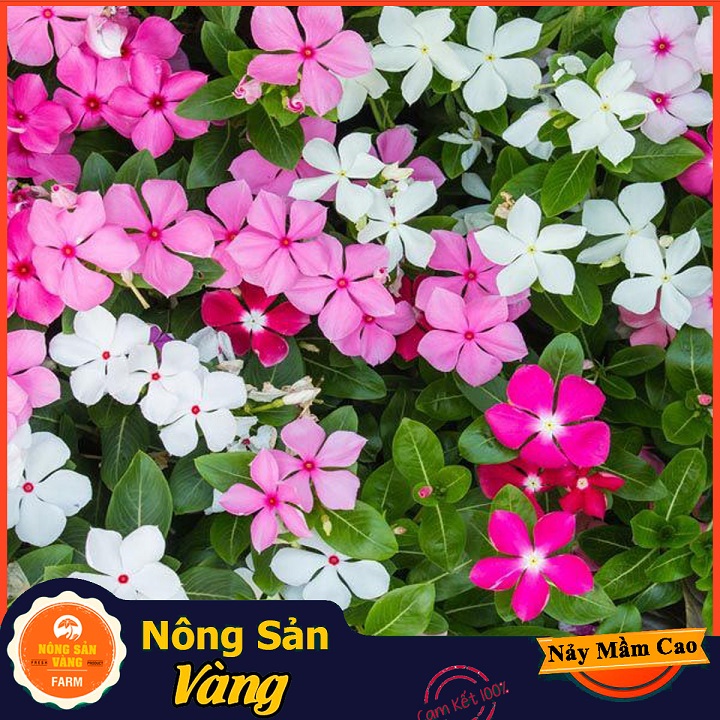 Hạt giống Hoa Dừa Cạn Đứng Nhiều Màu - Nông Sản Vàng