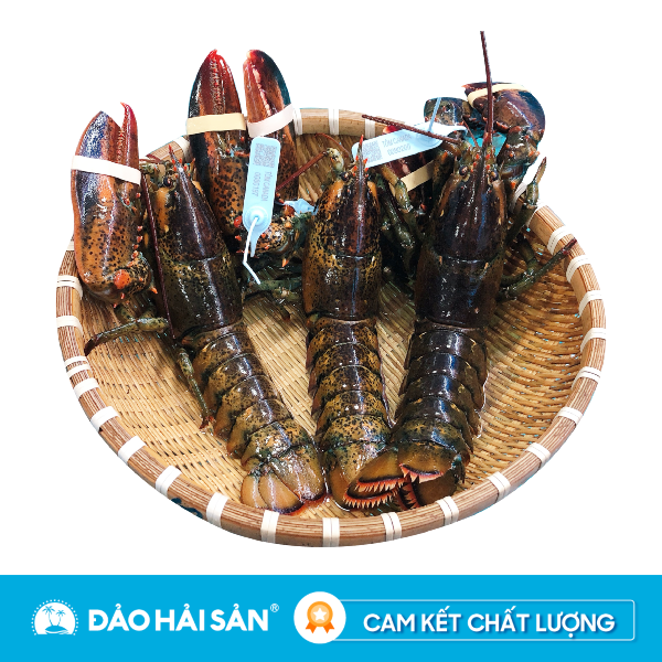 Tôm Hùm Alaska Sống Size 500g