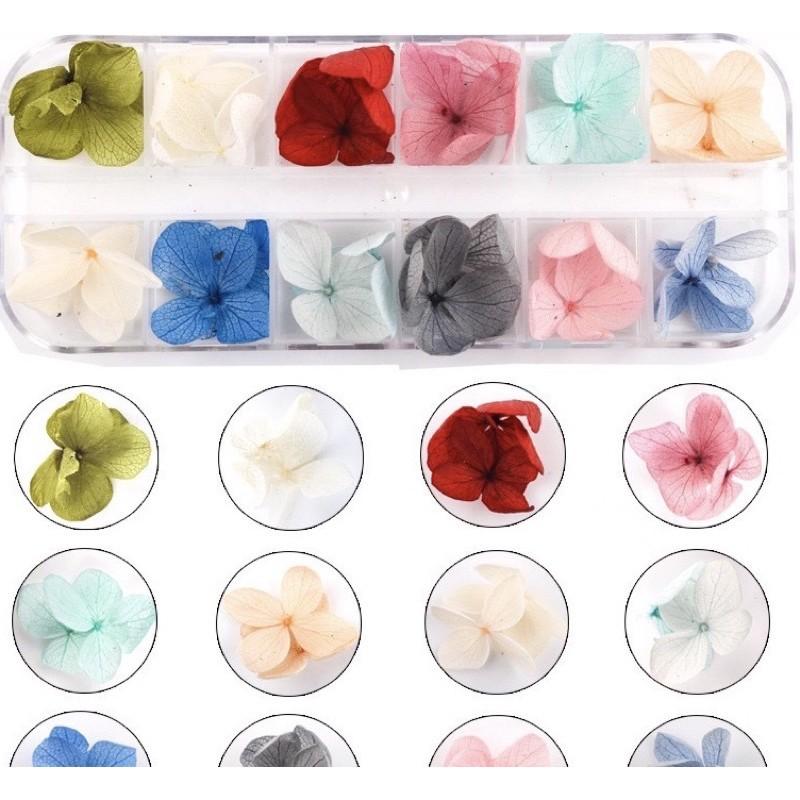 Hộp 12 Màu Hoa Cẩm Tú Cầu Khô Màu Sắc Rực Rỡ - Trường Thịnh Sài Gòn