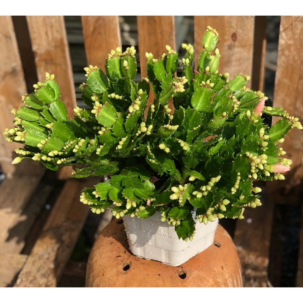 Chậu hoa Tiểu Quỳnh màu hồng