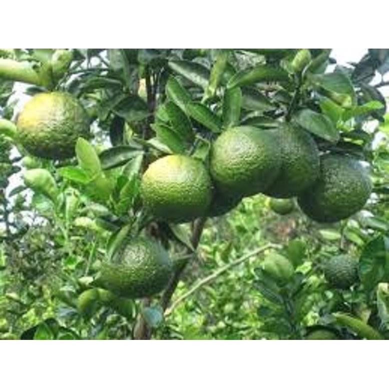 Cây giống CAM SÀNH MIỀN NAM
