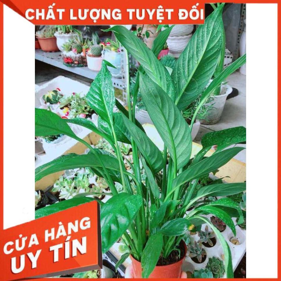 Chậu cây lan ý Nhiều Người Mua