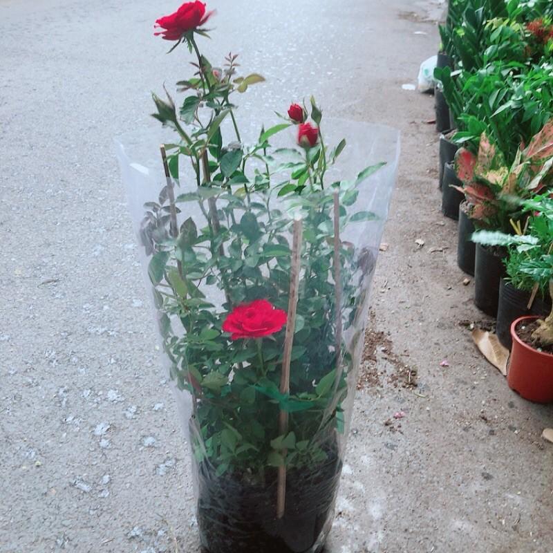 Bụi Hoa Hồng Siêu Nụ