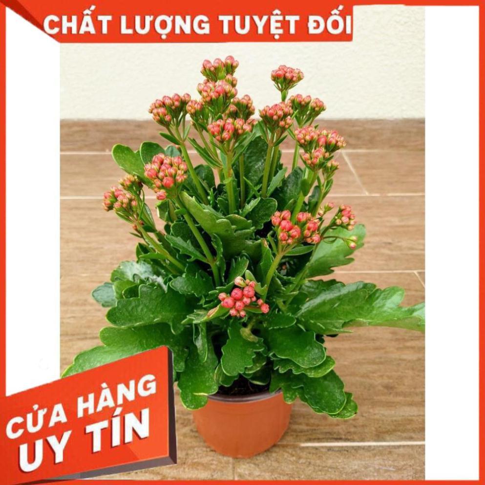 Cây Sống Đời