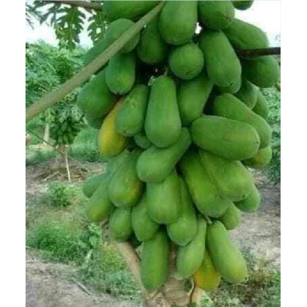 Hạt giống đu đủ da xanh lùn siêu trái - Gói 10 hạt