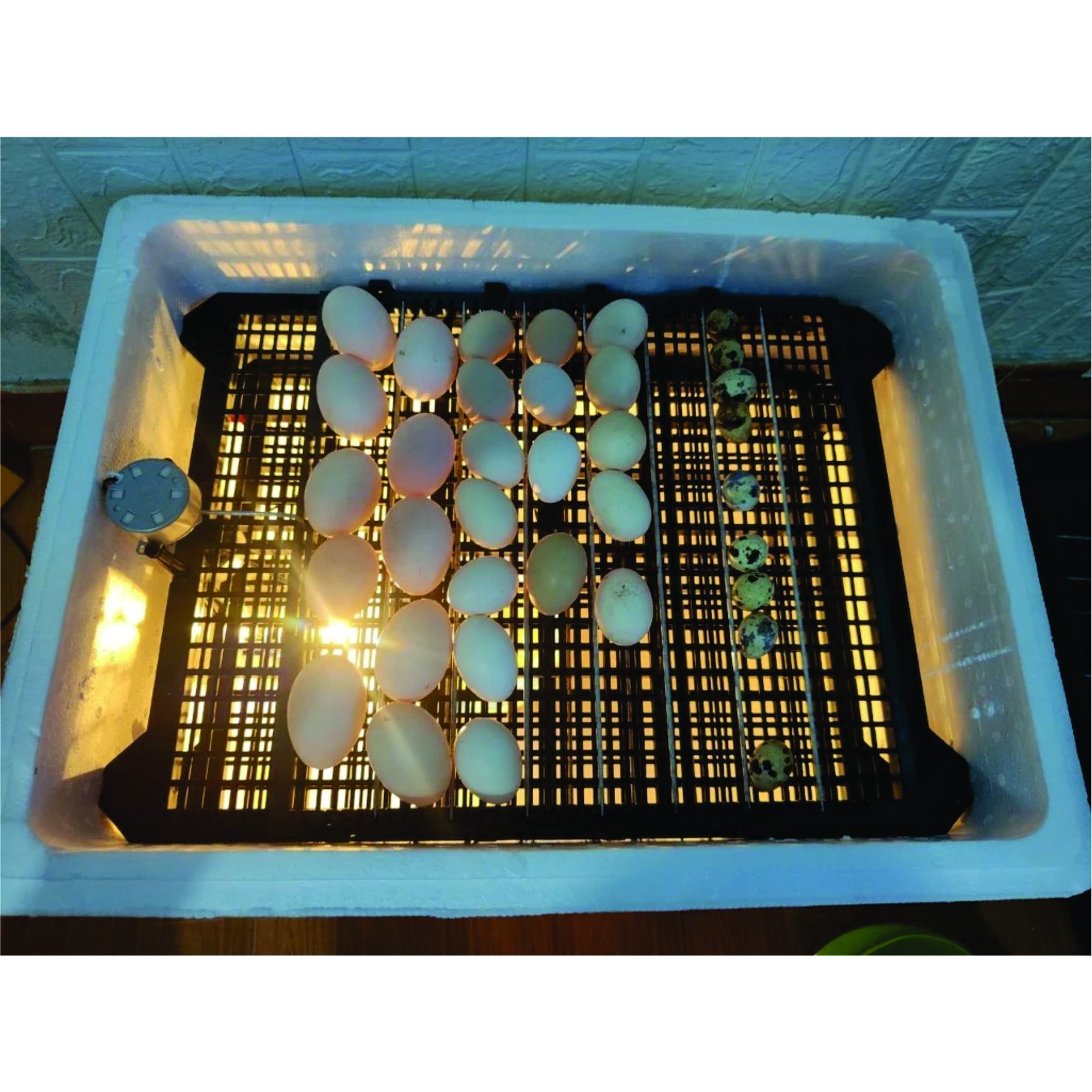 Combo Bộ máy ấp trứng tự động 54 trứng và khay đảo, cho gà vịt ngan ngỗng chim cút, chưa bao gồm thùng xốp