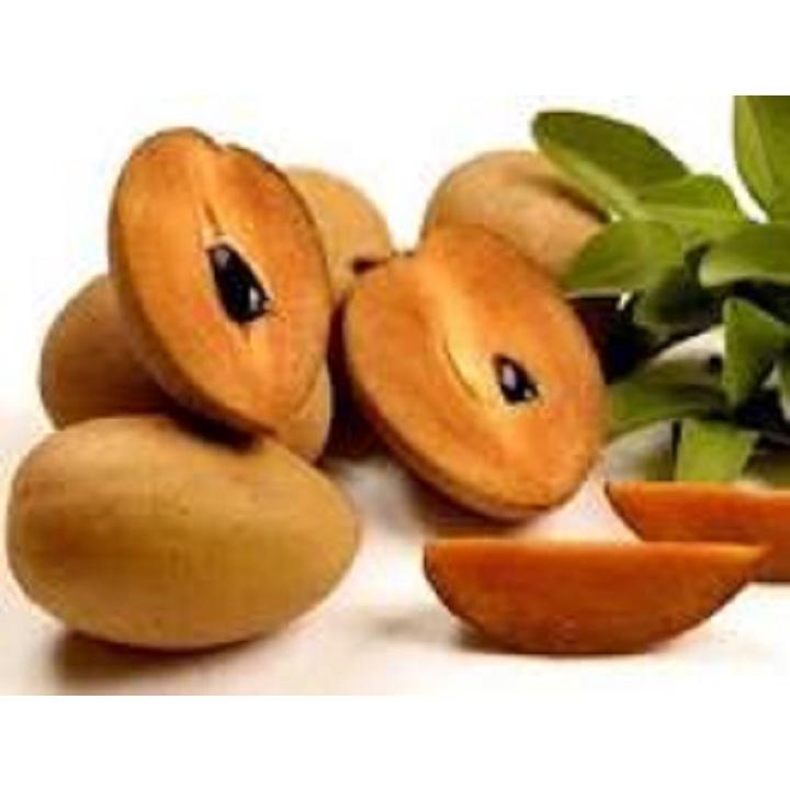 CÂY GIỐNG HỒNG XIÊM XOÀI QUẢ TO NHIỆT ĐỚI SIÊU NGON SIÊU QUẢ- CAM KÊT GIỐNG CHUẨN F1