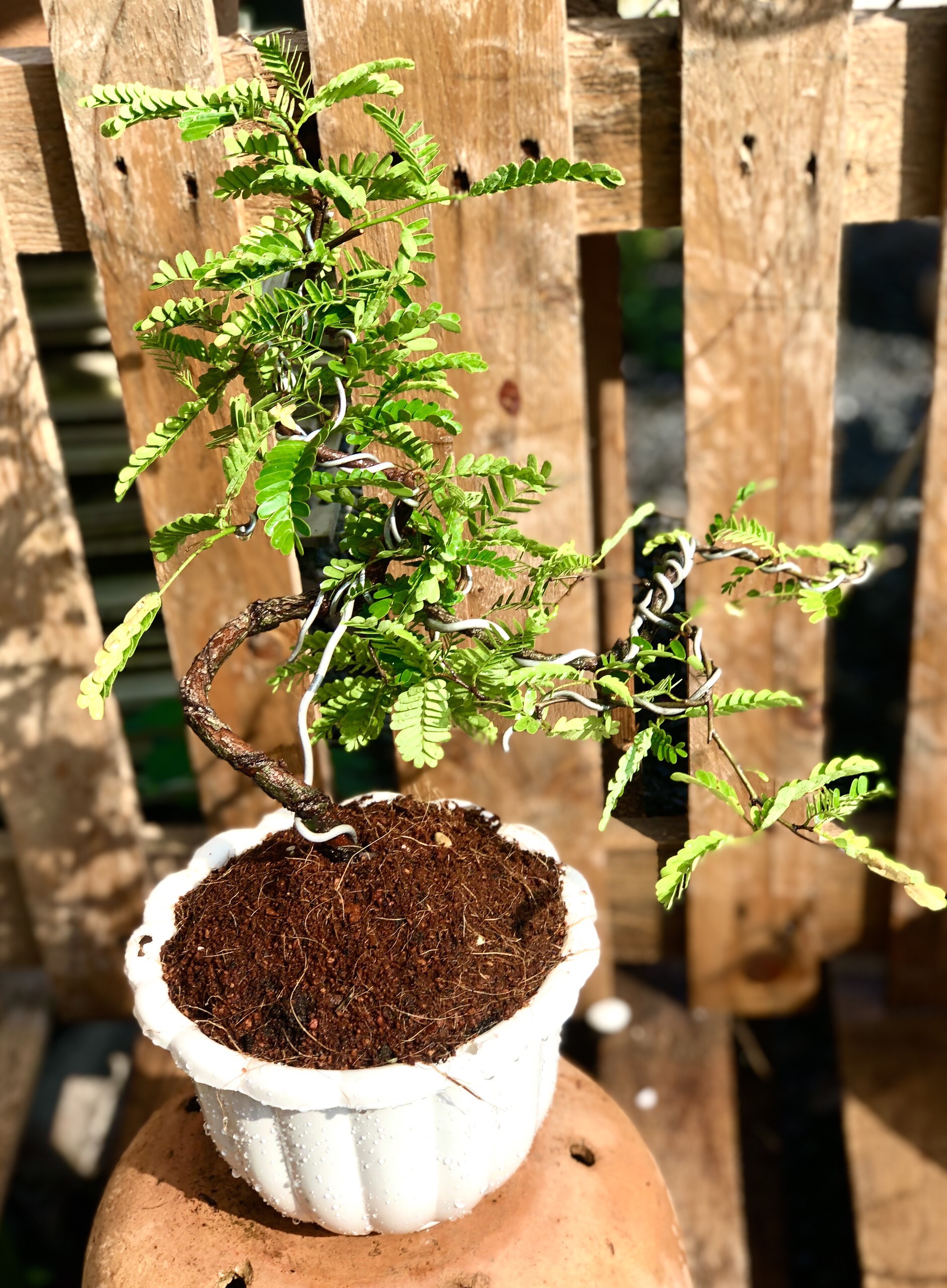 Cây me chua Bonsai