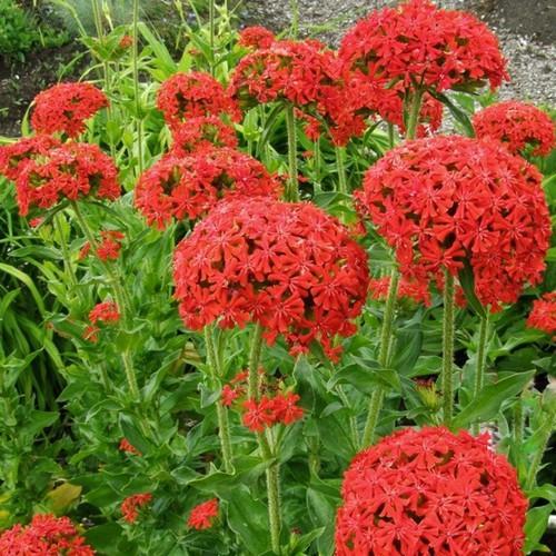 Hạt Giống Hoa Thu La Đỏ - 1 gói 50 hạt
