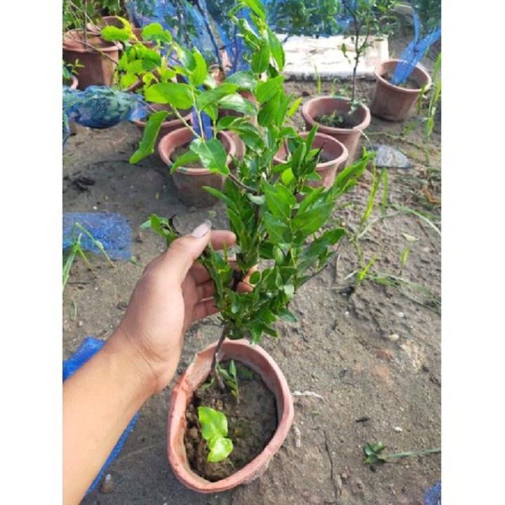 Cây giống hồng táo - cây giống nhập khẩu